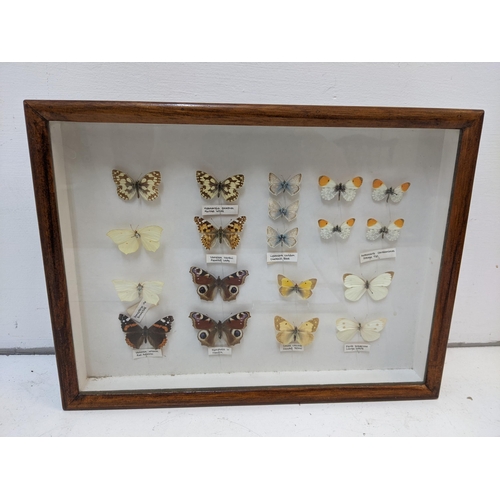 223 - A 20th century framed and glazed butterfly collection to include a Red Admiral, Painted lady, Large ... 