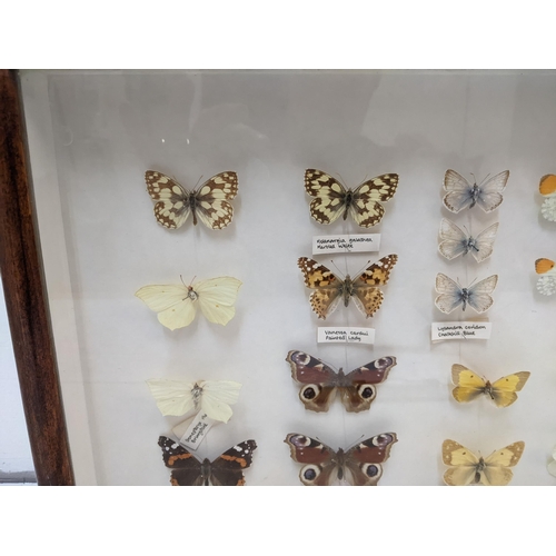 223 - A 20th century framed and glazed butterfly collection to include a Red Admiral, Painted lady, Large ... 