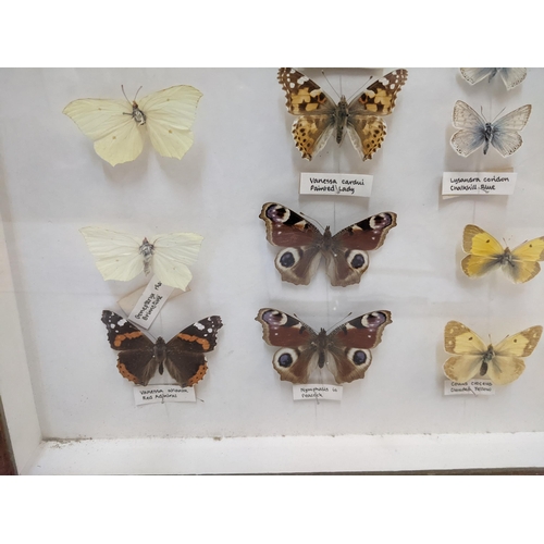 223 - A 20th century framed and glazed butterfly collection to include a Red Admiral, Painted lady, Large ... 