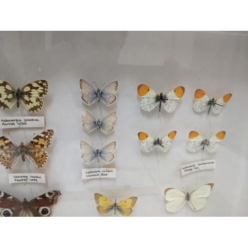 223 - A 20th century framed and glazed butterfly collection to include a Red Admiral, Painted lady, Large ... 