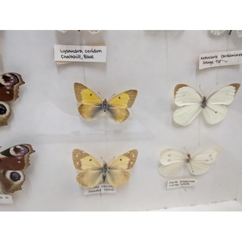 223 - A 20th century framed and glazed butterfly collection to include a Red Admiral, Painted lady, Large ... 