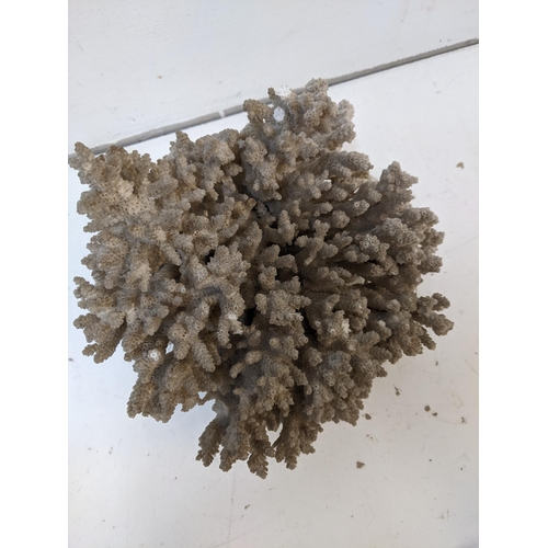 225 - A piece of tropical coral measuring approximately 20cm wide x 21cm high A/F
Location
If there is no ... 