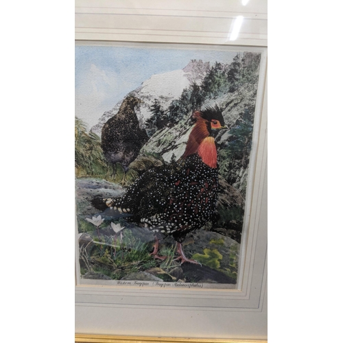 405 - Timothy Greenwood framed and glazed water colour Titled: Western Tragopans, signed to the lower righ... 