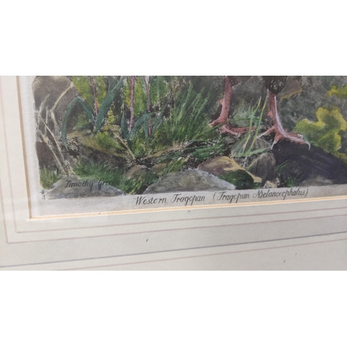 405 - Timothy Greenwood framed and glazed water colour Titled: Western Tragopans, signed to the lower righ... 