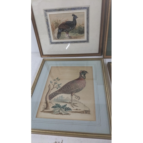 412 - Framed and glazed pictures of various birds to include: two limited prints by Leigh-Anne Wolfaardt t... 