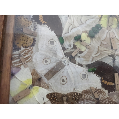 260 - An early 20th century display case housing a collection of butterflies, as well as some beetles Loca... 