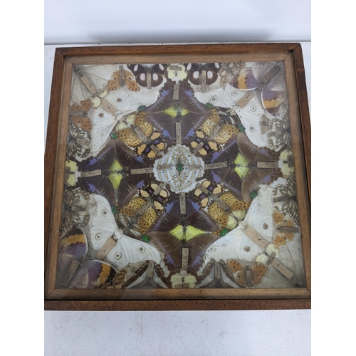 501 - An early 20th century display case housing a collection of butterflies, as well as some beetles Loca... 