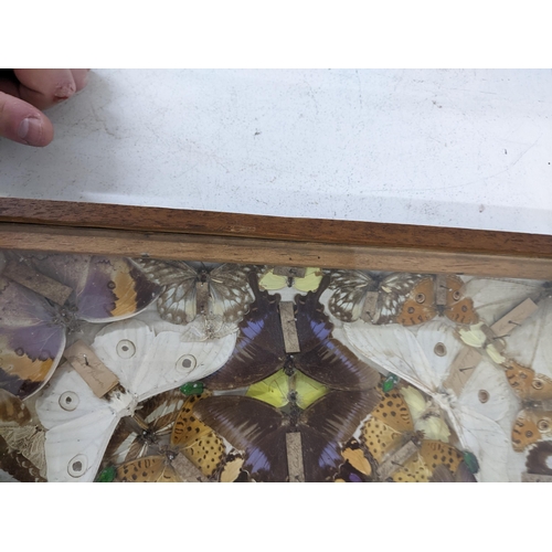 501 - An early 20th century display case housing a collection of butterflies, as well as some beetles Loca... 