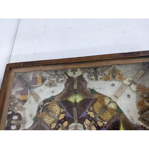 501 - An early 20th century display case housing a collection of butterflies, as well as some beetles Loca... 