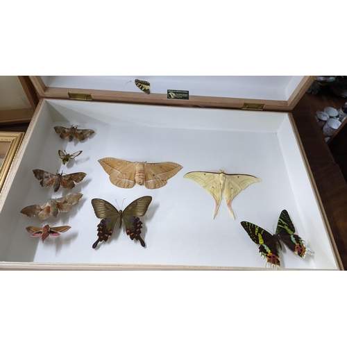 209 - Entomology - a collection of taxidermy butterflies mounted in display boxes
Location: LAB
If there i... 