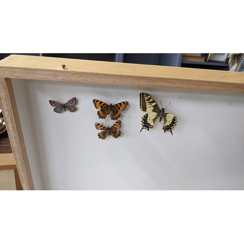 209 - Entomology - a collection of taxidermy butterflies mounted in display boxes
Location: LAB
If there i... 