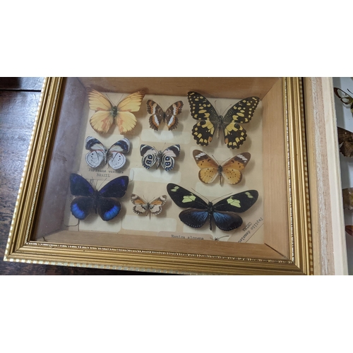 209 - Entomology - a collection of taxidermy butterflies mounted in display boxes
Location: LAB
If there i... 