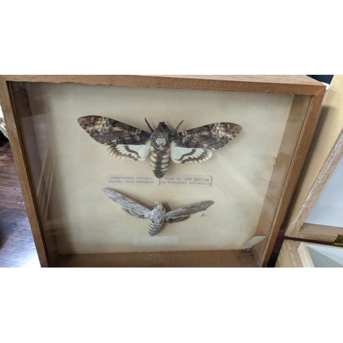 209 - Entomology - a collection of taxidermy butterflies mounted in display boxes
Location: LAB
If there i... 