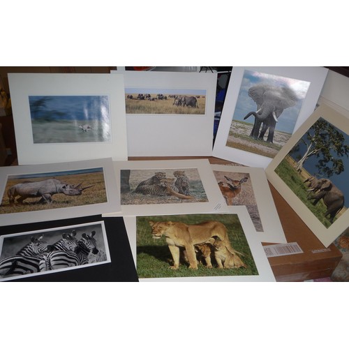 320 - Over 40 African wildlife mounted photographs both colour and Black & White by celebrated photographe... 