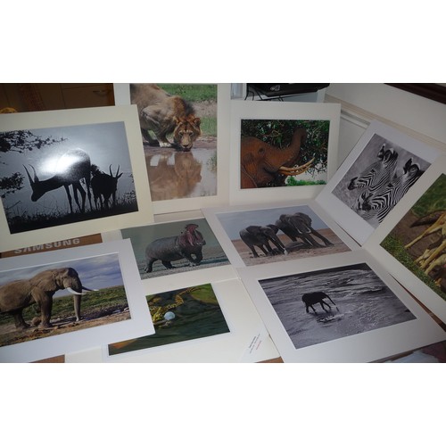 320 - Over 40 African wildlife mounted photographs both colour and Black & White by celebrated photographe... 