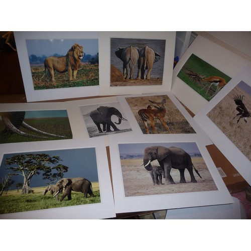 320 - Over 40 African wildlife mounted photographs both colour and Black & White by celebrated photographe... 