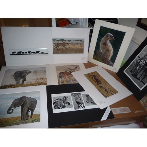 320 - Over 40 African wildlife mounted photographs both colour and Black & White by celebrated photographe... 