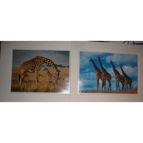 320 - Over 40 African wildlife mounted photographs both colour and Black & White by celebrated photographe... 