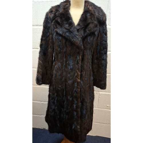 53 - A 1970's dark brown ranch mink coat with matching belt having a shawl collar and tapered waist, appr... 