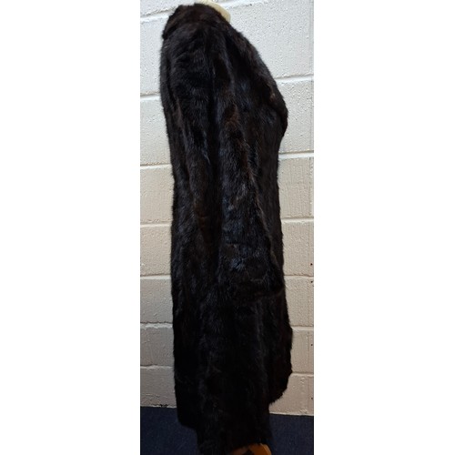 53 - A 1970's dark brown ranch mink coat with matching belt having a shawl collar and tapered waist, appr... 