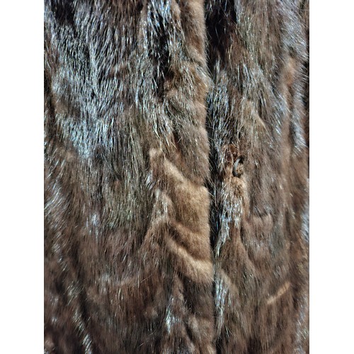 53 - A 1970's dark brown ranch mink coat with matching belt having a shawl collar and tapered waist, appr... 