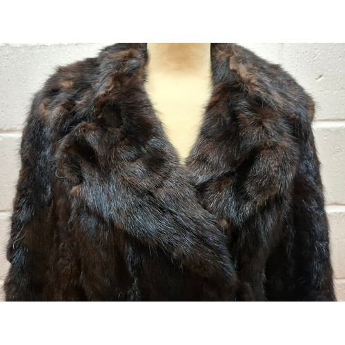53 - A 1970's dark brown ranch mink coat with matching belt having a shawl collar and tapered waist, appr... 
