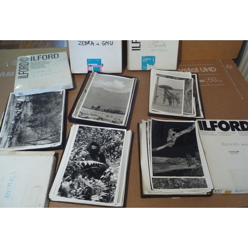 Lot 61        