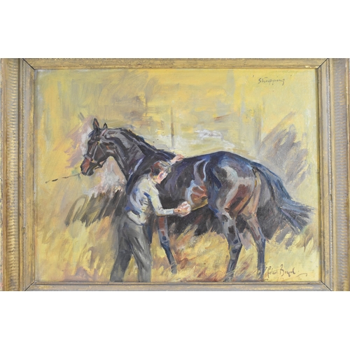 191 - Peter Biegel (1913-1987) An oil on board depicting gent and horse, entitled 'Strapping' to the top r... 
