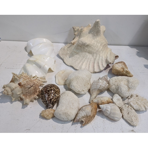 A selection of seashells to include a tiger cowrie shell Location: 3-3 ...