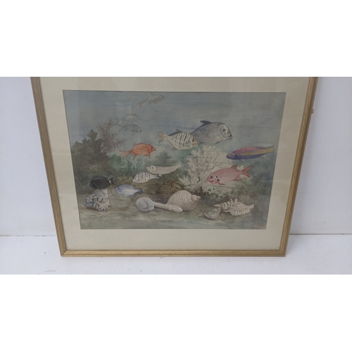 253 - A framed and glazed watercolour titled Shells & Fish signed Frank Galsworthy 39 x 35cm Location:
If ... 