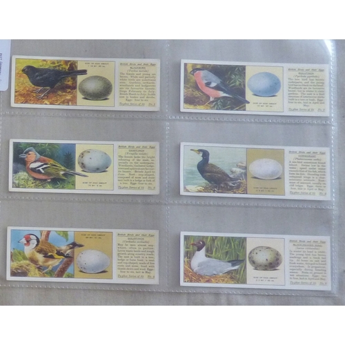 53 - Typhoo Tea Ltd. 2 Sets, British Birds and Their Eggs, 1936 set T25/25 cards and Animal Offences & De... 