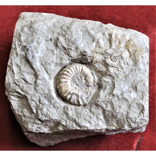 456 - Lead Soldiers and fossils in a box including (10) lead soldiers with British and German Infantry and... 