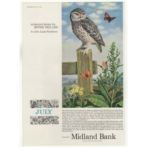 955 - Midland Bank 1965-full page colour calendar page for May-Introductions to British Wildlife-by John l... 