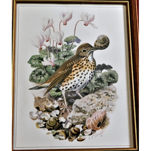 433 - (4) framed pictures of Birds - Artist C.F.Tunnicliffe Lot no.1255 coloured measurements 25cm x 20cm.... 