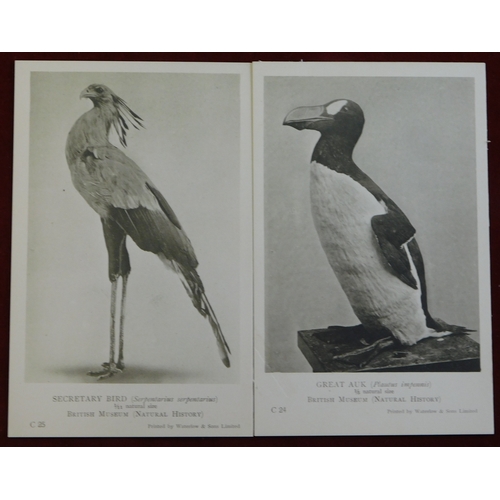 611 - Postcard Pack 1922 Natural History Museum pack of Monochrome cards Birds - General series. 8 of the ... 