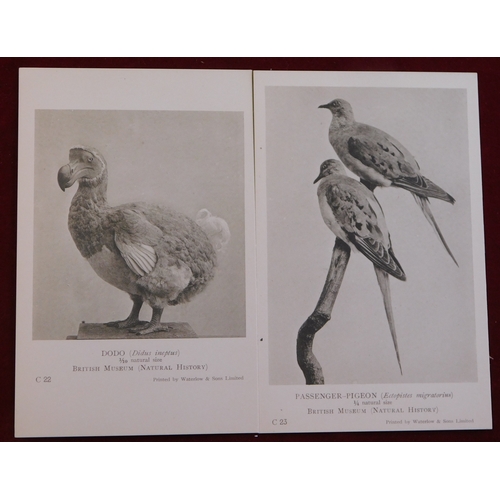 611 - Postcard Pack 1922 Natural History Museum pack of Monochrome cards Birds - General series. 8 of the ... 