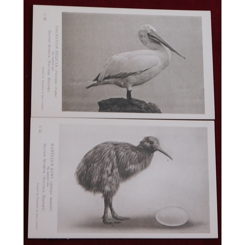 611 - Postcard Pack 1922 Natural History Museum pack of Monochrome cards Birds - General series. 8 of the ... 