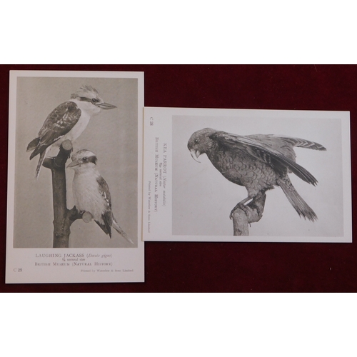 611 - Postcard Pack 1922 Natural History Museum pack of Monochrome cards Birds - General series. 8 of the ... 