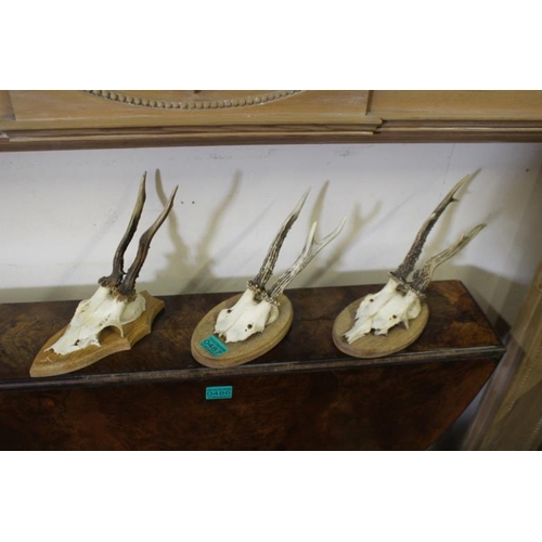 487 - Three Moulded sets of 3 Roe Deer Antlers