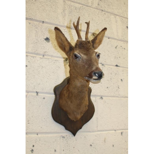 30 - Taxidermy - Preserved Deer Head on Shield Back approx 58cm Tall