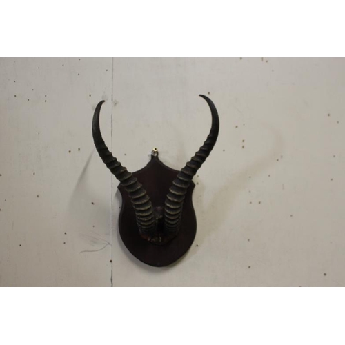 98 - Set of African Curved Ribbed Animal Horns on Plaque  (37cm overll)