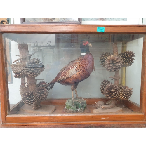 521 - Cased Taxidermy of a Pheasant in Pine Cones