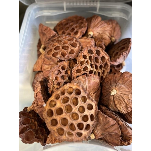 365 - Box of Dried Lotus Heads