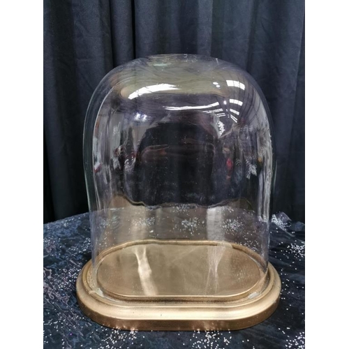 568 - Oval Glass Dome with Gold Wooden base