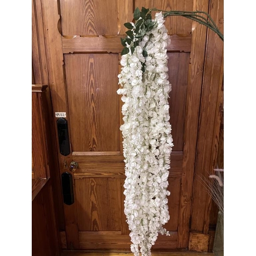 657 - Large box of Trailing White Wisteria 120cm