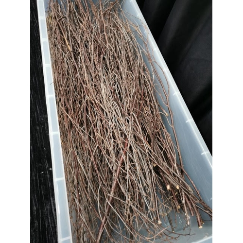 744 - Box of Long Natural Birch Branches