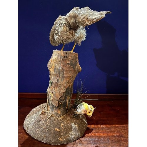 25 - Two Stuffed Birds Mounted on Timber (Tallest 56 cm H)