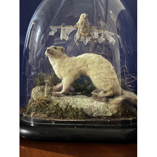 36 - Stuffed Mink with Bat in Original Glass Dome on Ebonised Base (35 cm W x 36 cm H x 18 cm D)