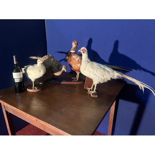 136 - Stuffed Pheasant Group and Two Others (Largest 120 cm W x 40 cm H x 30 cm D)