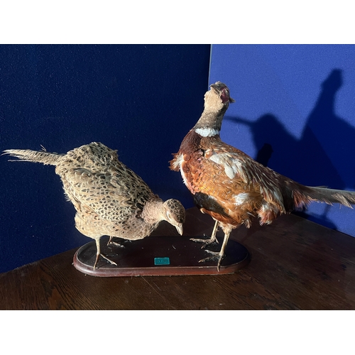 136 - Stuffed Pheasant Group and Two Others (Largest 120 cm W x 40 cm H x 30 cm D)